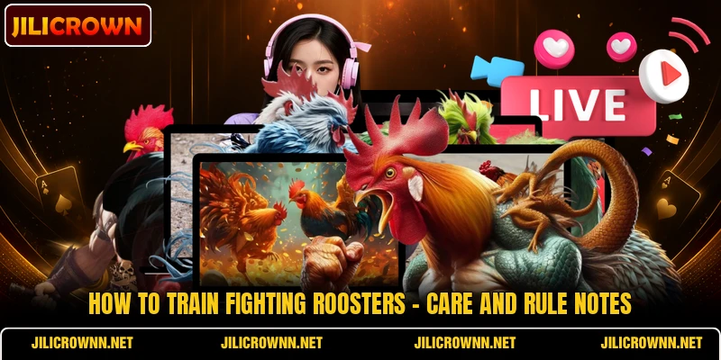 How To Train Fighting Roosters - Care And Rule Notes